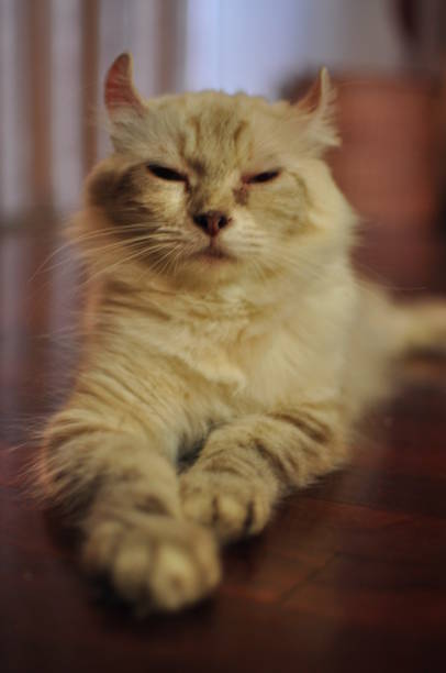 istock Domesticated indoor pedigree American Curl cat / kitten. 1177547298