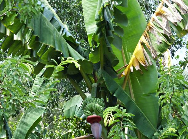 istock Green bananas growing on a tropical banana palm tree 1177551265