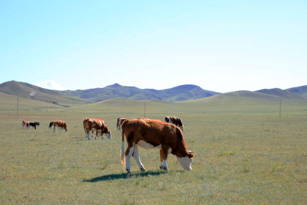 istock A few cows grazing on the slopes 1177552041