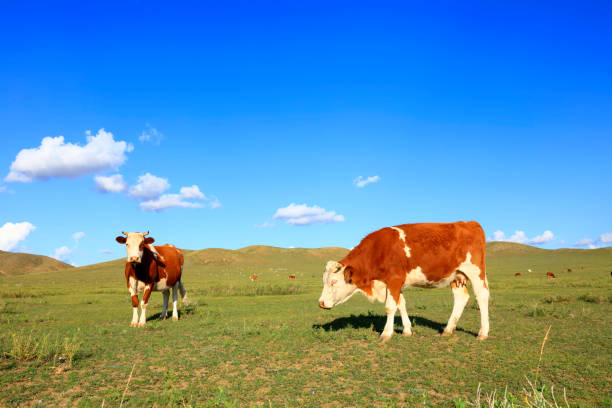 istock A few cows grazing on the slopes 1177552120