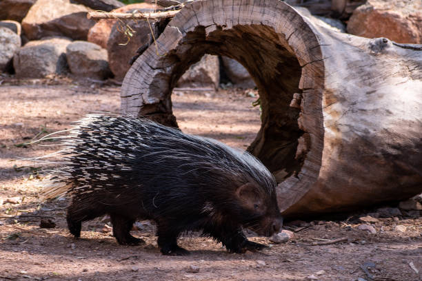 istock Cute porcupine walking 1177554138