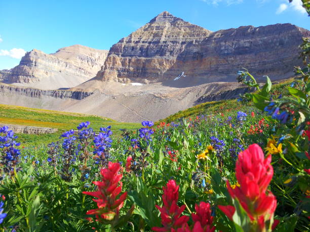 indian paintbrush blooms at timp basin - provo imagens e fotografias de stock