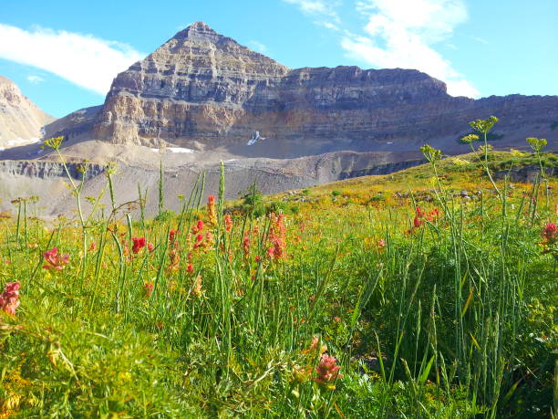 istock Indian Paintbrush blooms at Timp Basin 1177557064