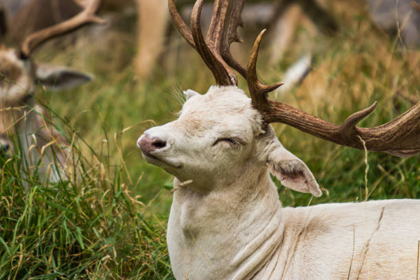 istock Deer stag in field portrait 1177557985
