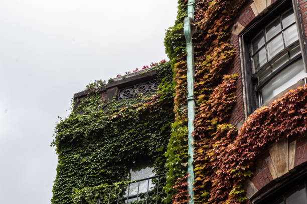 istock Urban brick brownstone covered in ivy, oxidized gutter 1177558433