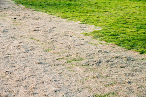 新鮮な緑の草と茶色の乾燥した草 - lawn mottled grass dead plant ストックフォトと画像