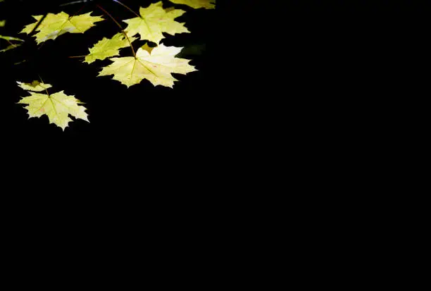 Yellow Leaves on Black Background