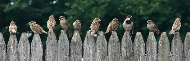 A line of house sparrows sitting on a fence. I guess its their version of the morning commute