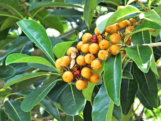 istock Rusty Pittosporum (Pittosporum ferrugineum) bunch of berries 1177565147