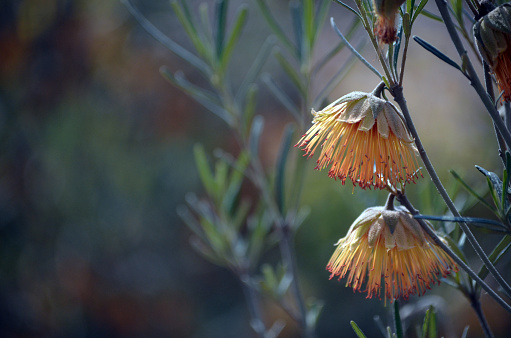 Endemic to Perth region of Western Australia. Inflorescence characterised by many long stamens and petal-like bracts give the appearance of a single flower. Orange red in colour.