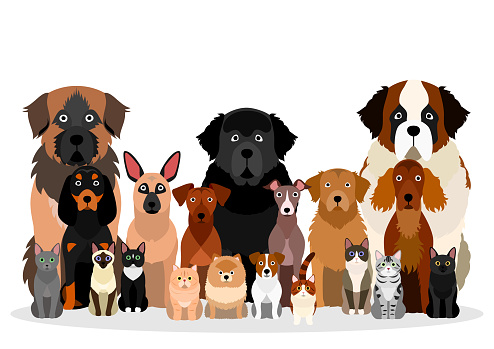 large group of various breeds dogs and cats