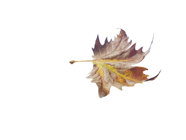 istock leaf of plane tree isolated for  autumn  background 1177567073