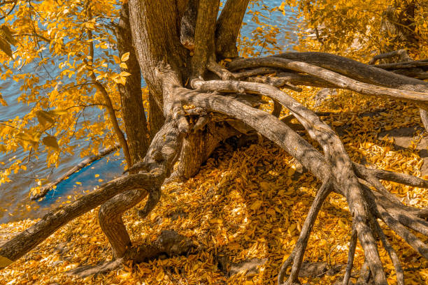 Gnarled tree roots by forest pond in early autumn