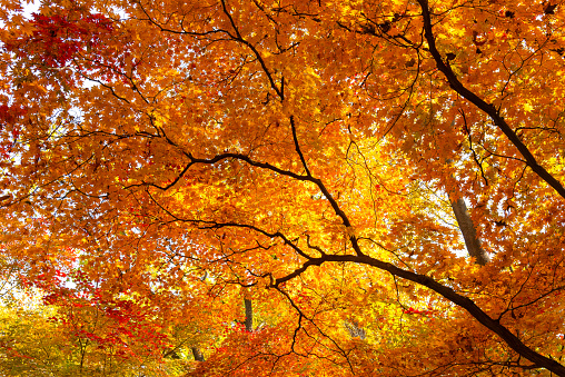 Look up view of the bright orange and yellow color of maple leaves in the autumn season.