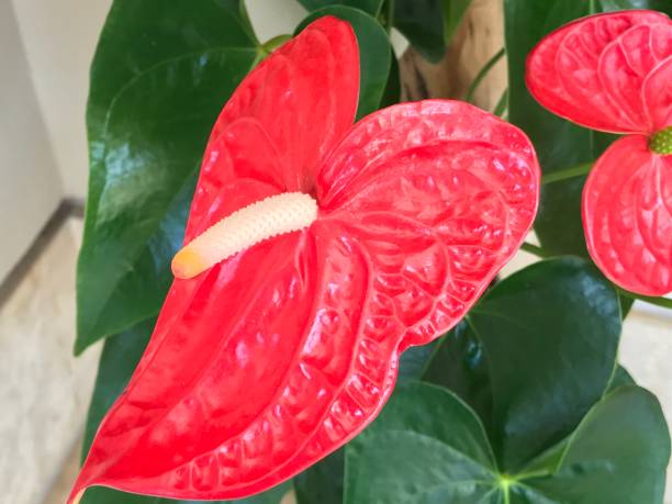istock Red  flower anthurium  With green leaves 1177570039