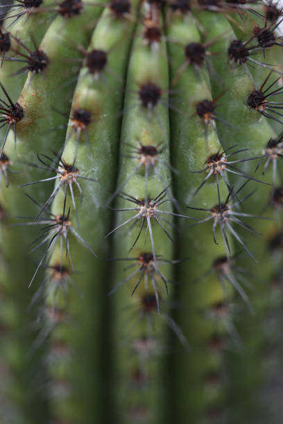 istock Stenocereus Thurberi, Organ Pipe Cactus, Pitahaya 1177571769