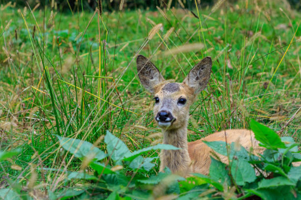 istock European roe deer in the Carpathians 1177572641