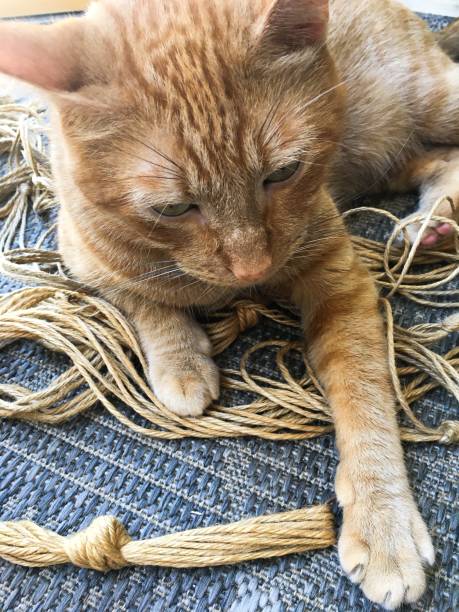 istock Beautiful Tabby Cat With Rope 1177575066