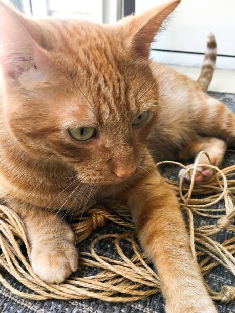 istock Beautiful Tabby Cat With Rope 1177575084