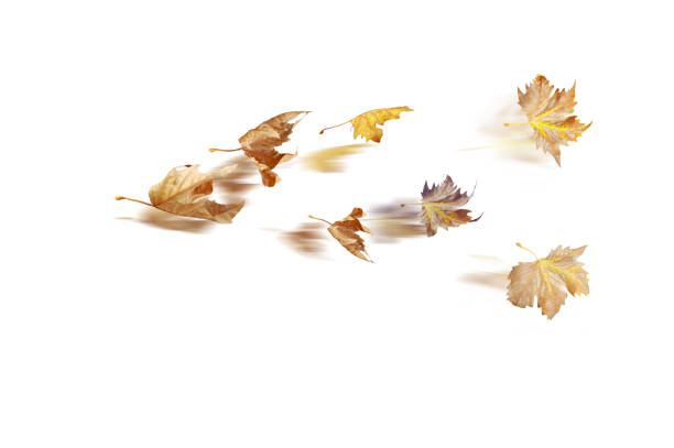 istock leaves leaf of plane tree in the wind  isolated for  autumn  background 1177575906