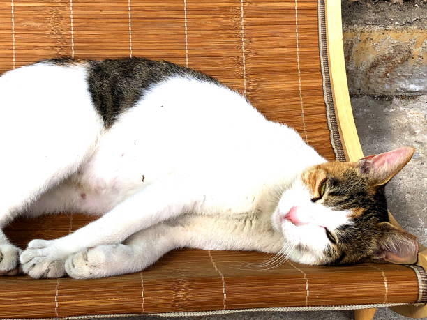 istock Sleeping cat lying on bed outdoors 1177577160