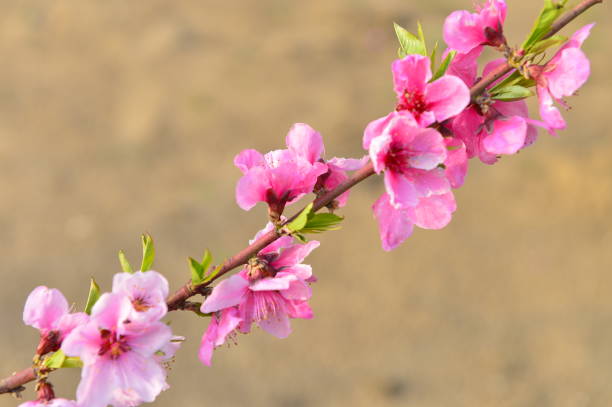 istock In full bloom in the peach blossom 1177578095