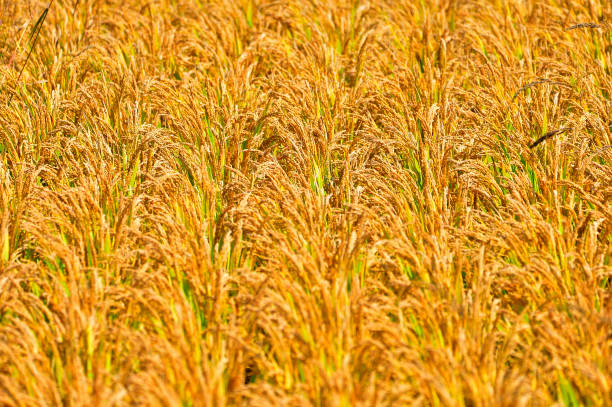 istock Mature rice in the field 1177578158
