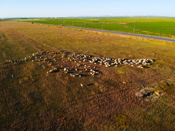 istock Cattle herd of the grasslands 1177578950