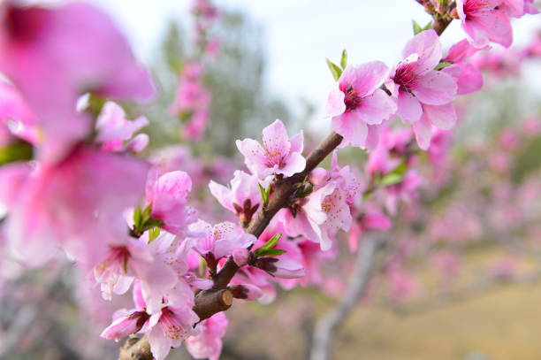 istock In full bloom in the peach blossom 1177579184