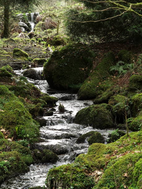 istock Dartmoor stream and woodland 1177580129
