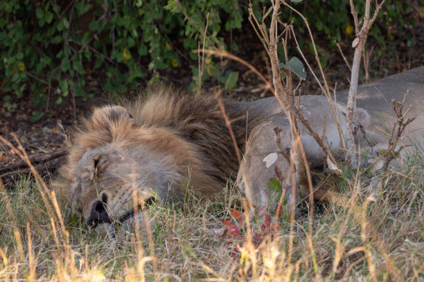 istock Male Lion Sleeping in Chobe National Park 1177582428