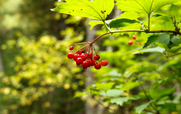 istock the viburnum berries wet with morning dew 1177586767