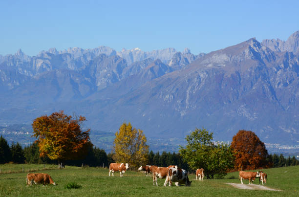 istock cows grazing in the high mountains 1177589084