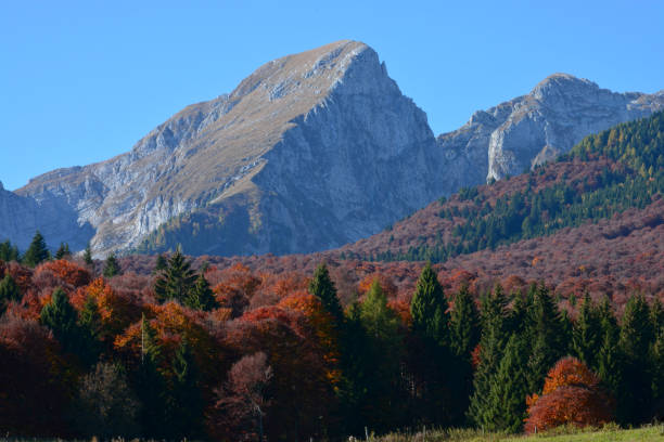 осень - самый сладкий сезон - day autumn beauty in nature belluno стоковые фото и изображения