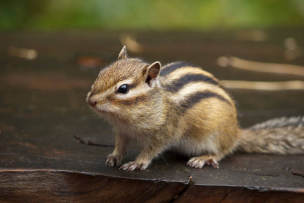 istock Eastern Chipmunk - Tamias striatus, sitting on tree, eating a meal 1177589402