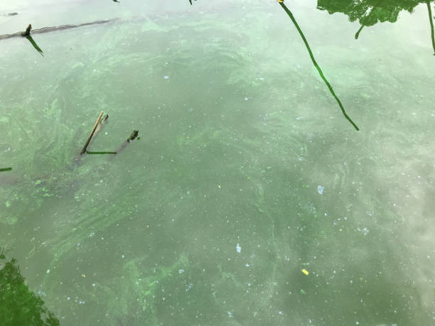 istock green waste water surface pollution at Thailand 1177589578