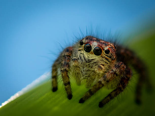 The jumping spider this picture is realized in the Italian woods, is a Salcitae spider jumping spider photos stock pictures, royalty-free photos & images