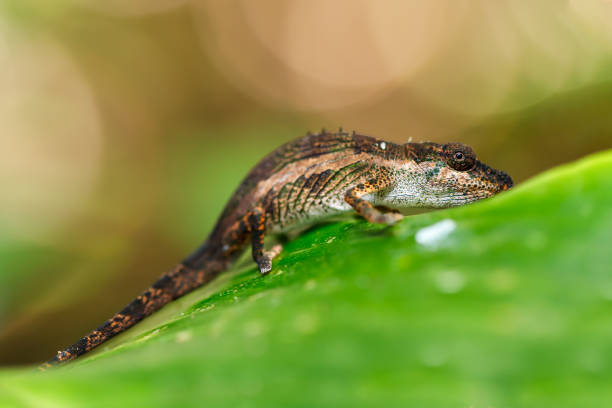 istock small chameleon, Masoala, Madagascar wildlife 1177591629