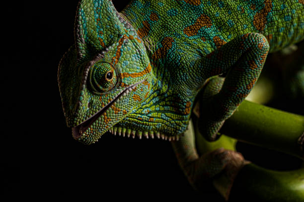 istock Veiled Chameleon close up portrait on black background 1177593931