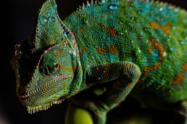 istock Veiled Chameleon close up portrait on black background 1177594002