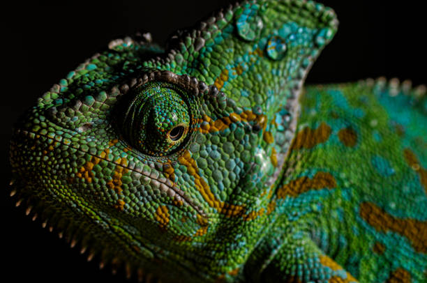 istock Veiled Chameleon close up portrait on black background 1177594003