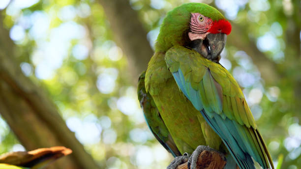 istock The green parrot Ara 1177596072