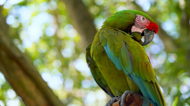 istock The green parrot Ara 1177596073