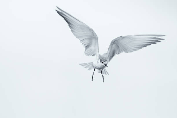 istock Whiskered tern in flight on a cloudy day with spread wings artistic conversion 1177596200