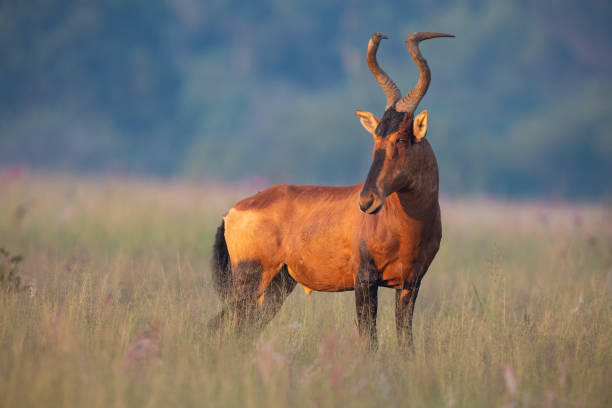 Lone Red Hartebeest standing on a savannah of long grass being alert to danger stock photo