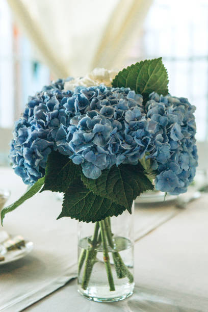 istock A bouquet of blue Garden Hydrangeas 1177596407