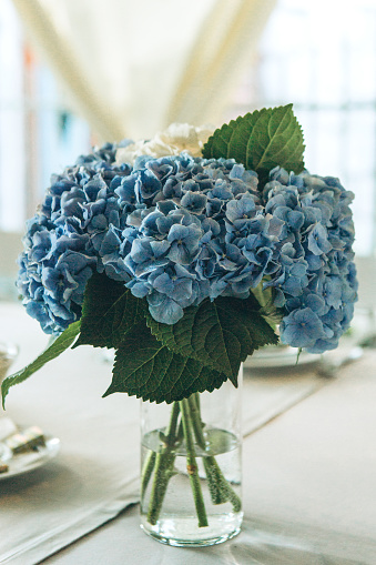 A bouquet of blue Garden Hydrangeas in a vase on the table as a decoration.