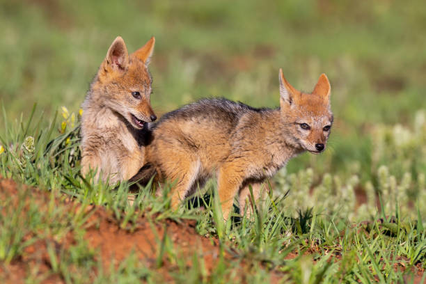 istock Two Black Backed Jackal puppies play in short green grass to develop their skills 1177596431
