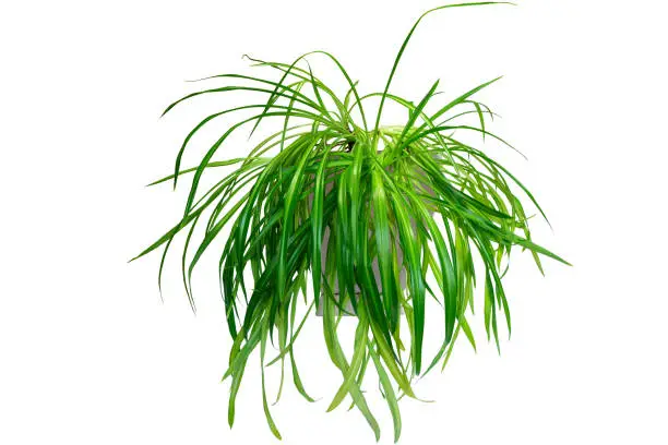 Houseplant Chlorophytum in beige ceramic pot, isolated on a white background. For decorating rooms, office or home.