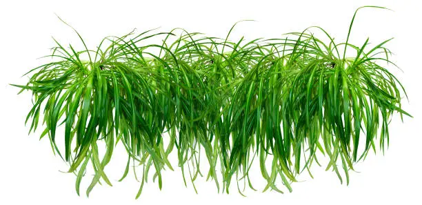 Border or garland of Chlorophytum. Isolated on white background for home design or landscaping project. Lush healthy plants combined into one object for decoration.